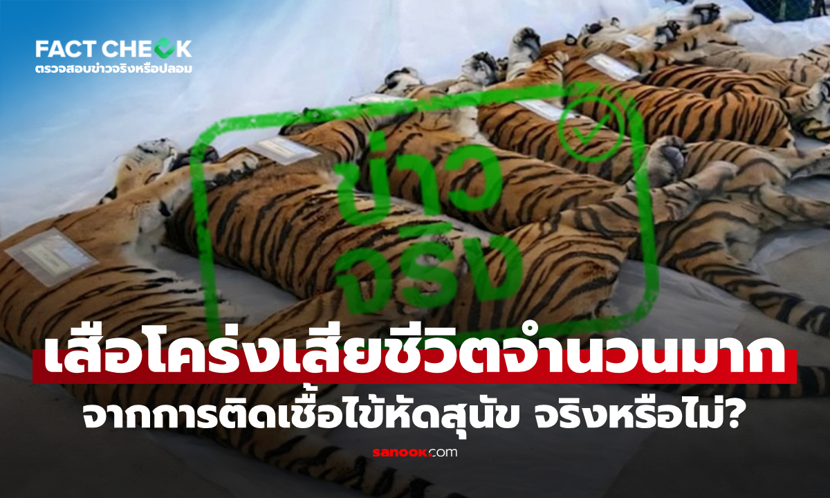 เสือโคร่งในอ.แม่ริม เสียชีวิตจำนวนมาก จากการติดเชื้อไข้หัดสุนัข จริงหรือไม่? : เช็กข่าวชัวร์