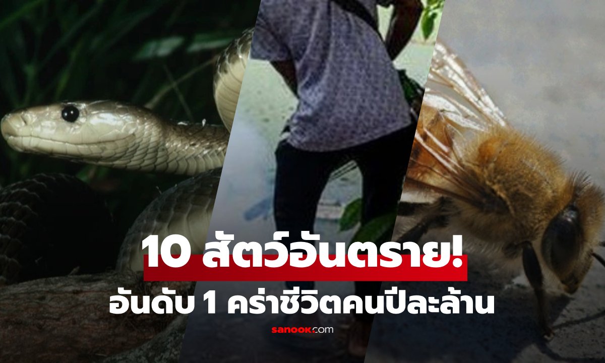 เปิด 10 สัตว์อันตรายที่สุดในโลก อันดับ 1 คร่าชีวิตมนุษย์ "ล้านคน" ต่อปี อยู่ใกล้ตัวเรามาก!!