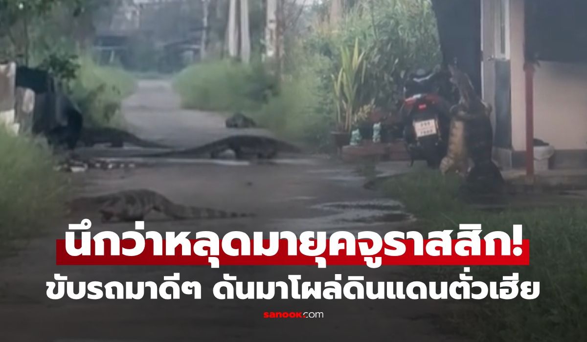 นึกว่ายุคจูราสสิก! สาวขับรถเข้าซอยดังปทุมฯ ผงะพบ "อาณาจักรตั่วเฮีย" เดินยั้วเยี้ยเป็นแก๊ง