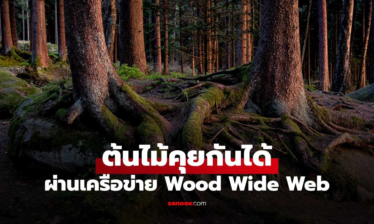 เหลือเชื่อ "ต้นไม้" มีเครือข่ายอัจฉริยะใต้ดิน จำศัตรูได้ ส่งสัญญาณเตือนภัย คุยกันผ่านราก