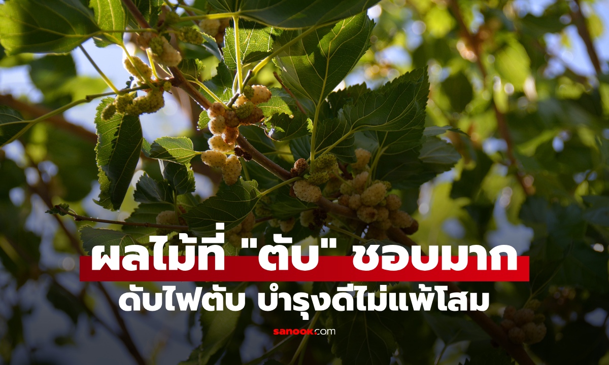 สุดยอดผลไม้ที่ "ตับ" ชอบมาก ขจัดความร้อนภายใน ดับไฟตับ บำรุงดีไม่แพ้โสม