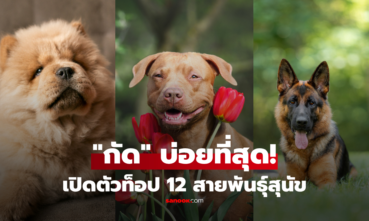 สุนัขพันธุ์ไหน "กัด" บ่อยที่สุด? เปิดผล 12 อันดับ แชมป์ตัวจิ๋วอาจทำให้คุณแปลกใจ!