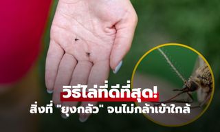 บอกลาวงจรตบ! เปิดเคล็ดลับ "กำจัดยุง" ระดับโปร อะไรที่ทำให้มัน "กลัว" จนไม่กล้ากัดคุณ
