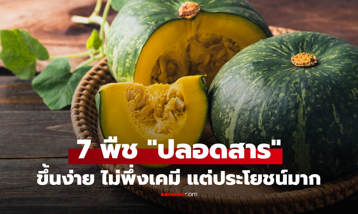 เปิดชื่อ 7 พืชผักบ้านๆ “ปลอดสาร” ขึ้นง่ายไม่พึ่งเคมี แต่อร่อยแถมประโยชน์มาก