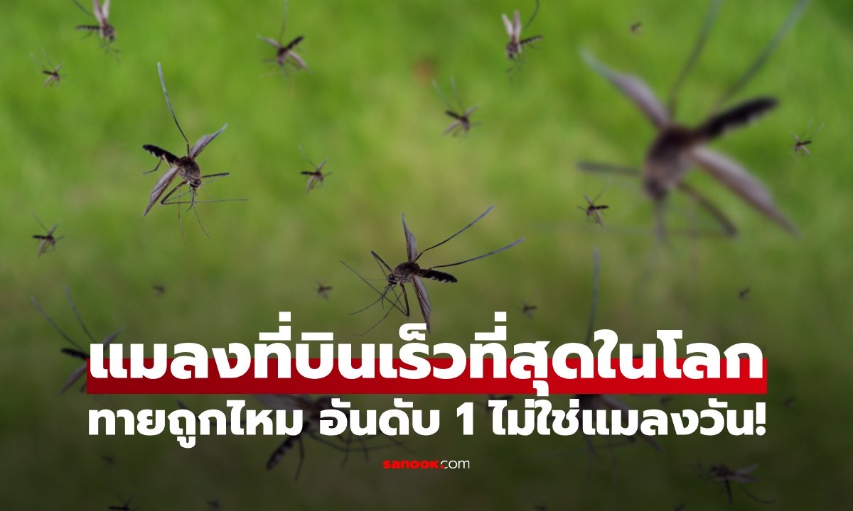 ไม่ใช่แมลงวัน! เผยโฉมแมลงที่บินเร็วที่สุดในโลก คนส่วนใหญ่ทายผิด