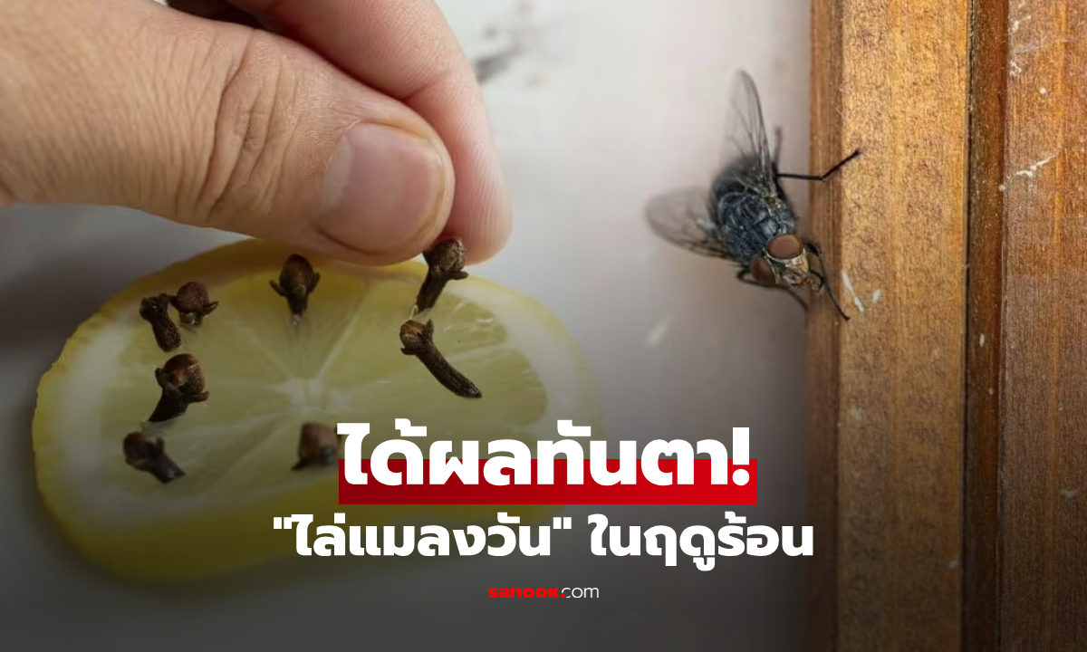 ได้ผลทันตา! "ไล่แมลงวัน" หน้าร้อนแบบง่ายๆ ใช้แค่ 2 อย่างนี้ ไม่ต้องพึ่งสารเคมี