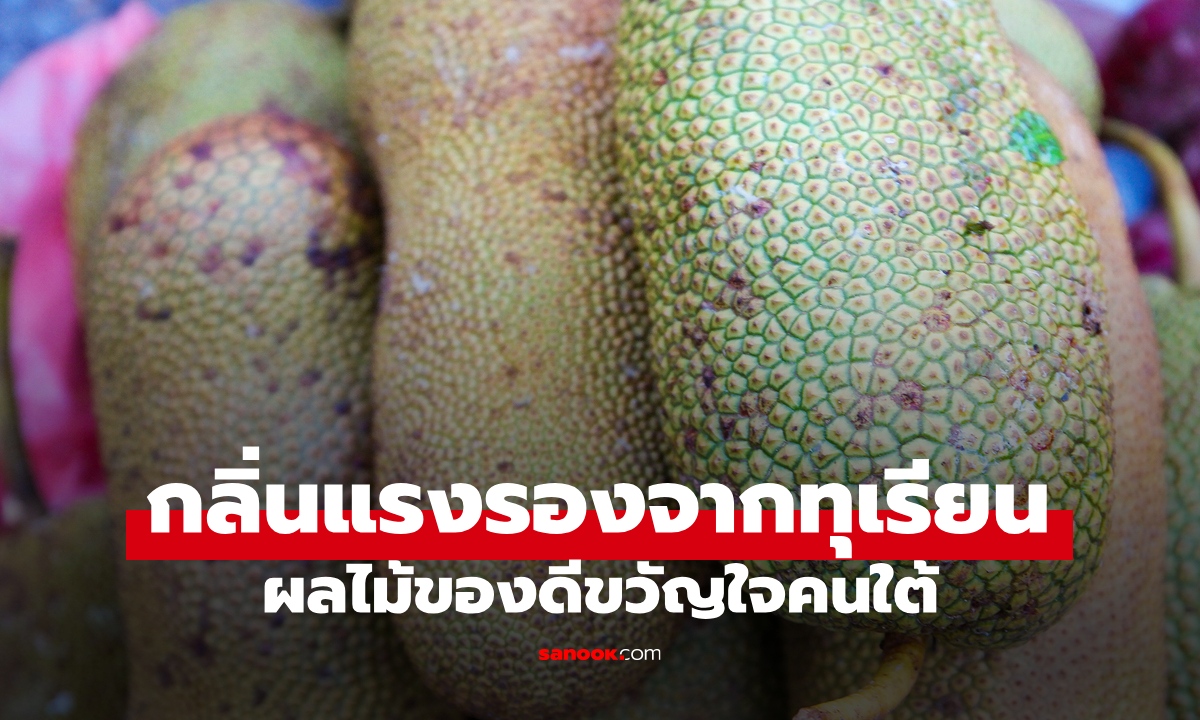 รู้จักผลไม้ 1 ชนิด กลิ่นหอมฉุนรุนแรงรองจากทุเรียน ของดีของเด็ดขวัญใจคนใต้