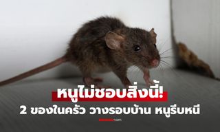 หนูไม่ชอบสิ่งนี้! 2 ของติดครัว วางไว้รอบบ้านช่วยไล่หนูไกล ไม่ต้องพึ่งสารเคมี