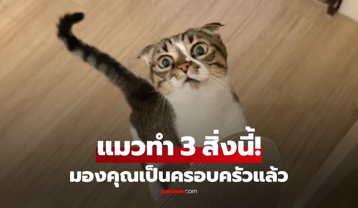 ทาสแมวต้องรู้! 3 สัญญาณใจฟู บอกชัดว่า "แมวไว้ใจ" มองคุณเป็นครอบครัวแล้ว