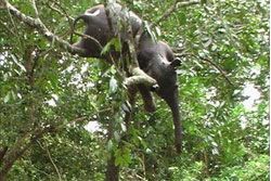 ตะึลึง!! ช้างโดนน้ำพัด ตายติดอยู่บนต้นไม้