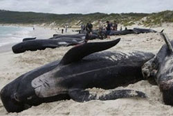 วาฬ 107 ตัว เกยตื้นตายที่ชายหาดนิวซีแลนด์