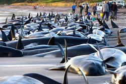 วาฬ 100 เกยตื้นชายหาดกีวี ตายคาที่ 59