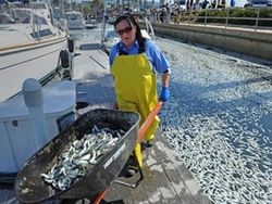 สหรัฐเสร็จสิ้นการเก็บซากปลาตายนับล้านตัวออกจากท่าเรือ
