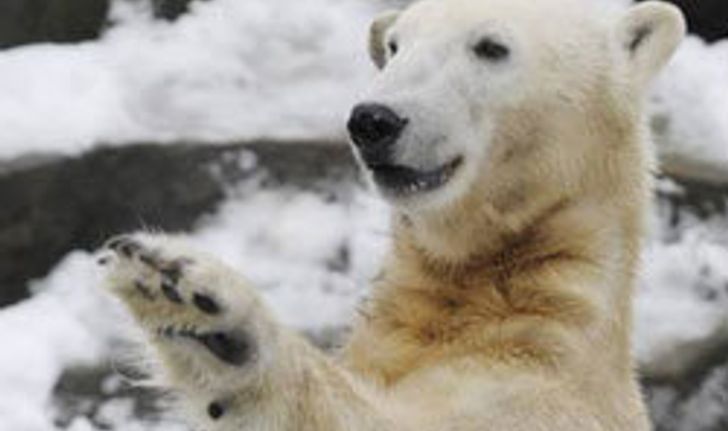ภาพสุดท้าย คนุต หมีขั้วโลก ชักกะตุกก่อนตกน้ำ