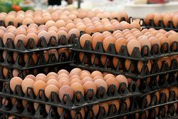 คาดปัญหาไข่ไก่แพงจะเข้าสู่ภาวะปกติใน 2- 3 เดือน