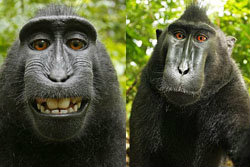 ช่างภาพอึ้ง! ลิงกังฉกกล้อง ถ่ายรูปตัวเองยิ้มแฉ่ง