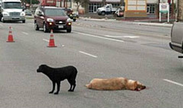 ซึ้ง! สุนัขเฝ้าเพื่อนถูกรถชนตายกลางถนน