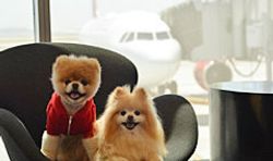เจ้าบู หมาน่ารักที่สุดในโลกเป็นทูตสายการบิน