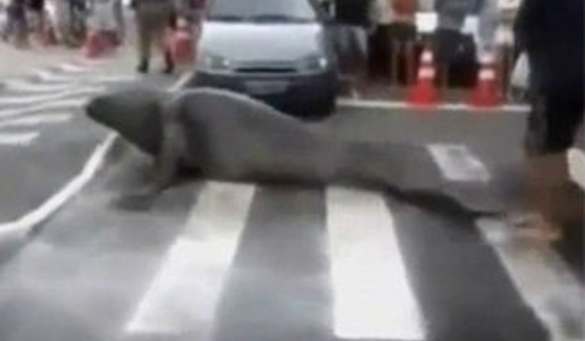 ทึ่ง! แมวน้ำช้างมาคลานต้วมเตี้ยมผจญภัยบนถนนเมืองบราซิล