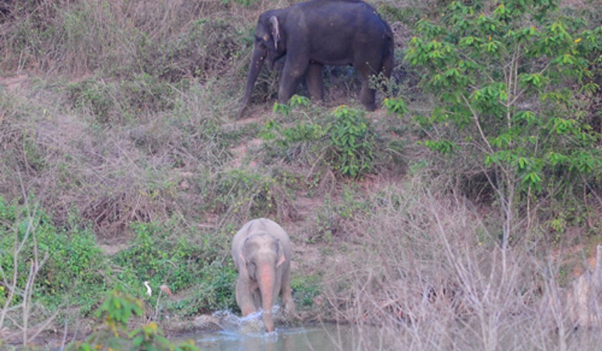 พบช้างเผือกป่าเพชรบุรีสอบโยงกลุ่มฆ่าแม่ช้าง