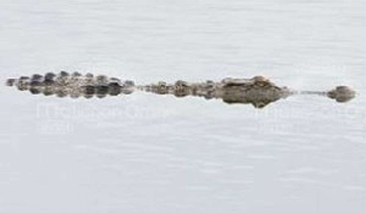 ผงะ!! เด็กโดดเล่นน้ำ เจอจระเข้ลอยคอ เผ่นหนีตายแทบไม่ทัน