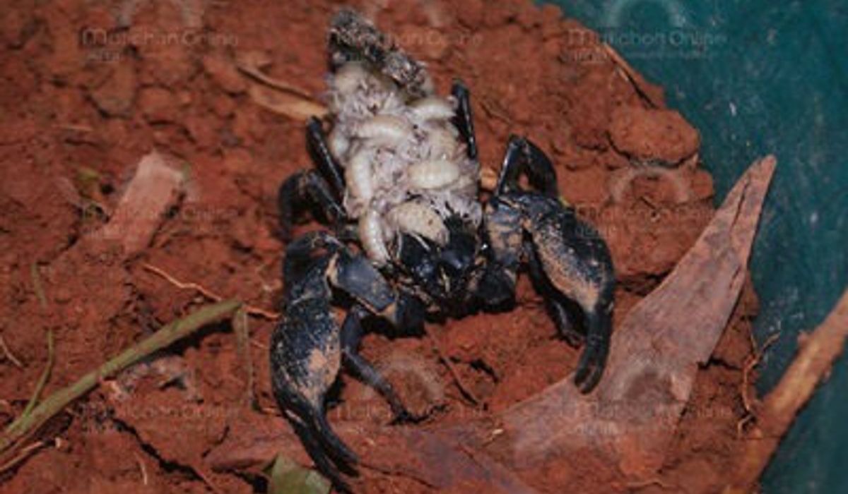 ชาวบ้านฮือฮา! แห่ดู "แมงป่อง" แบกลูกน้อยเต็มหลัง