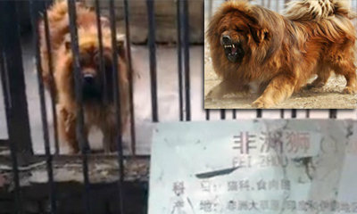 สวดยับ! สวนสัตว์จีนจับหมาขังกรง ติดป้าย "สิงโต"