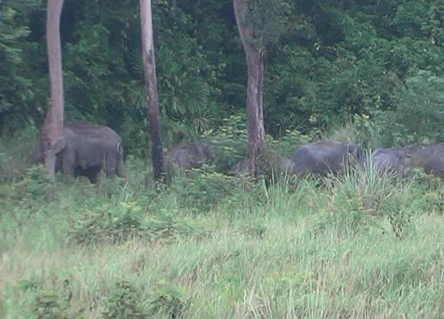 ช้างป่า40ตัวหนีแล้งบุกยึดสวนปาล์ม