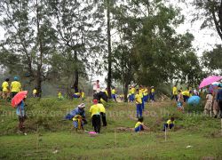 หาดสงขลาปลูกสนทะเล1,000ต้นป้องกัดเซาะ