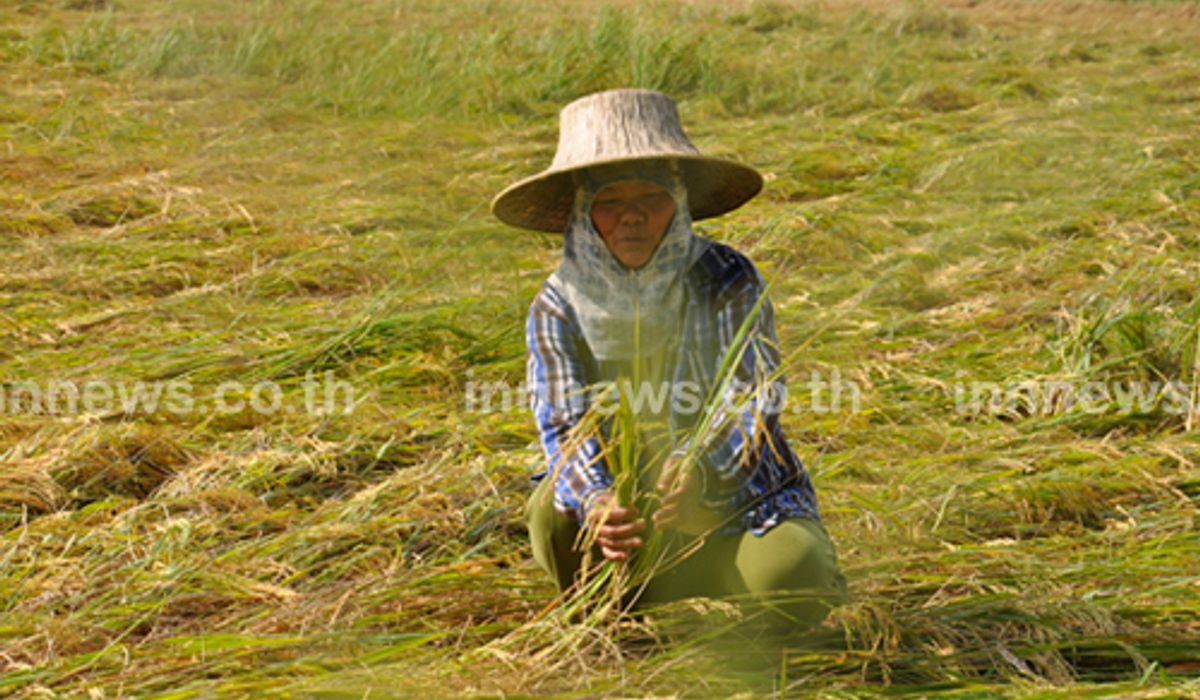 ชาวนาอีสานจ่อบุกทวงเงินค่าข้าวสัปดาห์หน้า