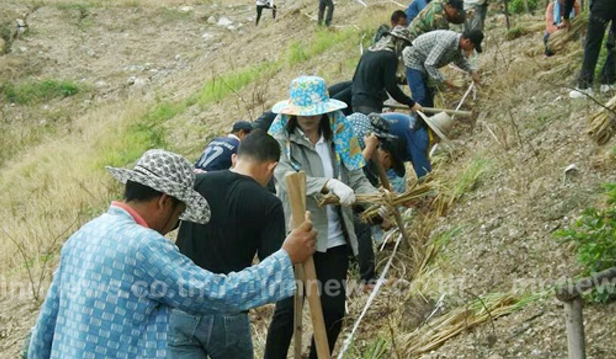 เทศบาลตำบลวังหงส์ แพร่ ปลูกหญ้าแฝกสมานฉันท์