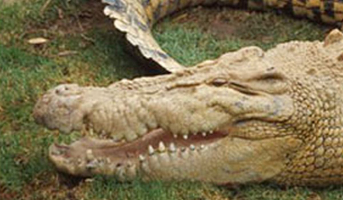 จนท.ถูกจระเข้น้ำเค็มงับมือขณะแสดงการให้อาหาร