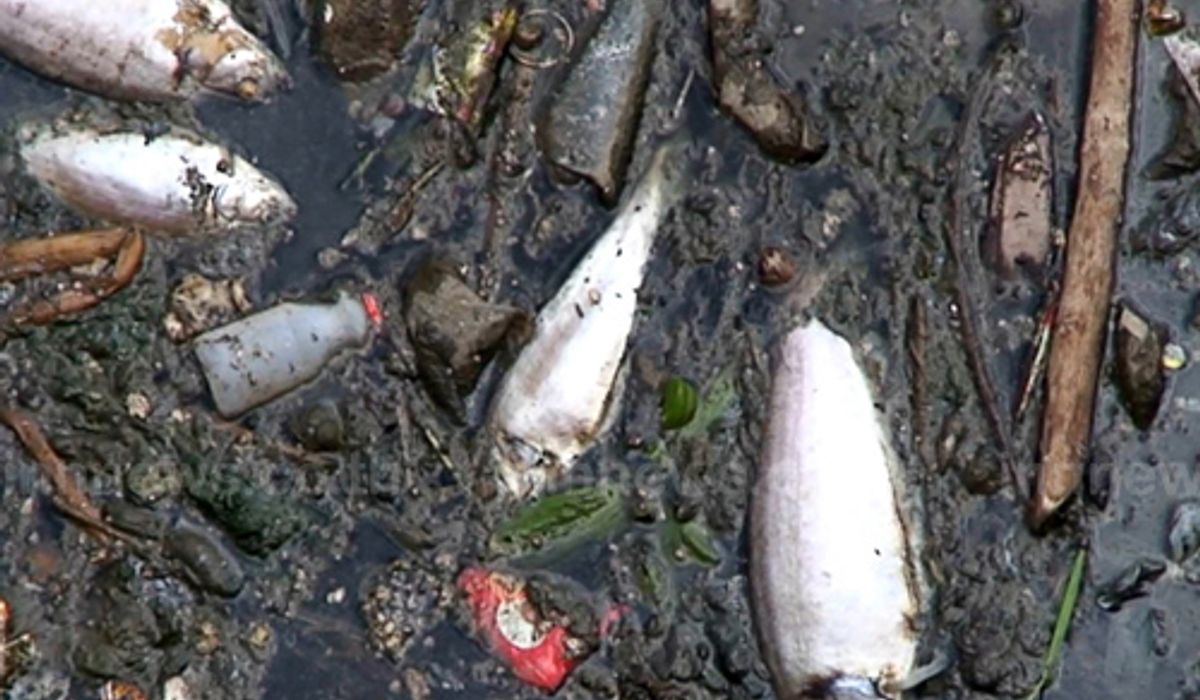 ตลาดน้ำคลองแห จ.สงขลา น้ำเน่าปลาตาย