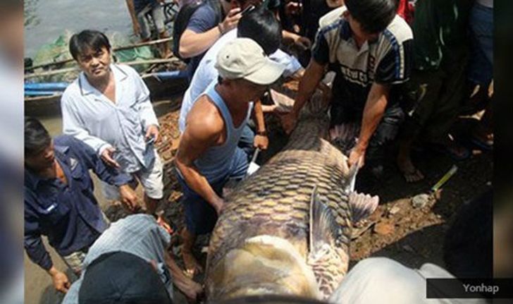 ฮือฮา! ชาวเวียดนามจับ ปลาคาร์ฟยักษ์ ได้ ยาวถึง 1.5 ม.