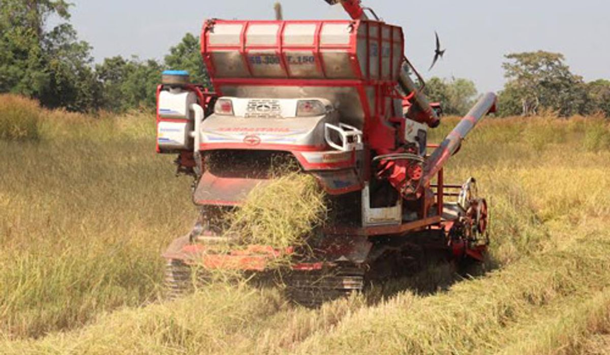 ชาวนาอ.โชคชัยทุกข์ขาดแคลนรถเกี่ยวข้าว