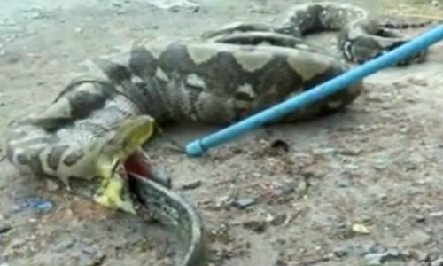 กู้ภัยจับชุลมุน งูเหลือมยักษ์ 5 เมตร เขมือบตัวเงินตัวทอง