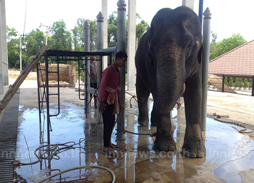 อึ้ง! หมอช้างภาคใต้มีคนเดียว แต่ดูแลช้างนับพัน