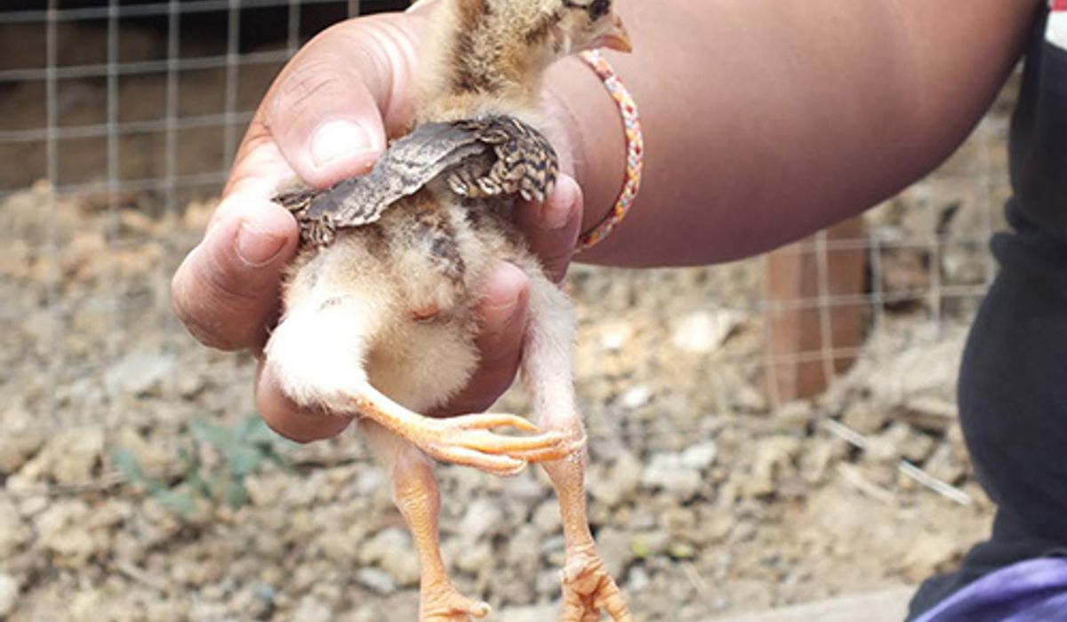 ฮือฮา..ไก่ 3 ขา โคราช เจ้าของเชื่อเกิดมาให้โชคลาภ