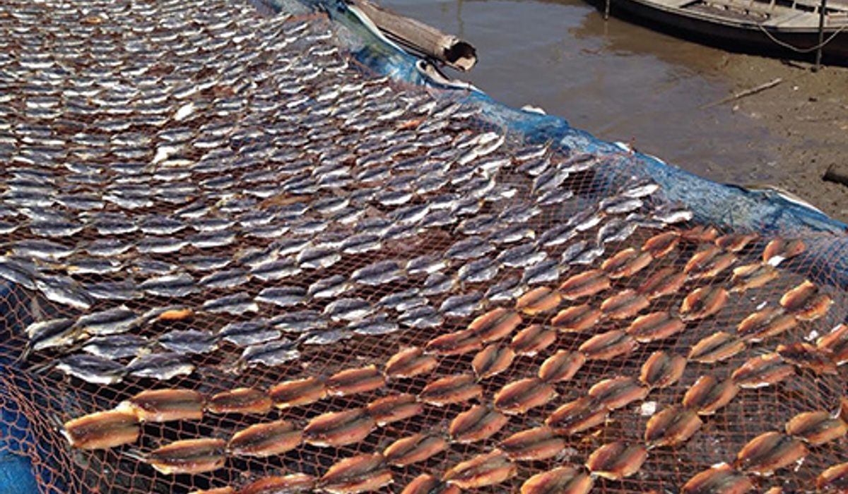 กระบี่-ทำปลาหวานตากแห้งสร้างรายได้งาม350/ก.ก.