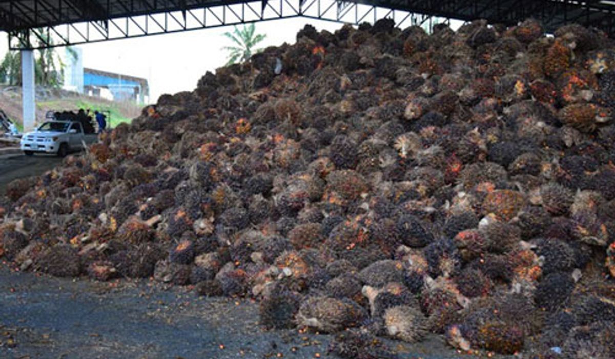 ตรังหยุดรับซื้อปาล์มชั่วคราวหลังล้นสต๊อก