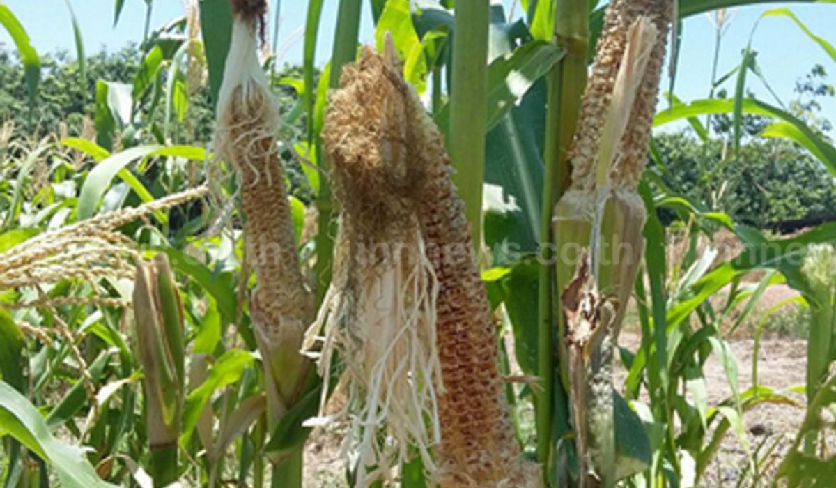 หนูนาระบาดกัดกินไร่ข้าวโพดเสียหายหนัก