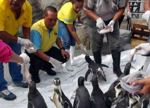 สงขลาฝึกเพนกวินสร้างสีสันช่วงปีใหม่