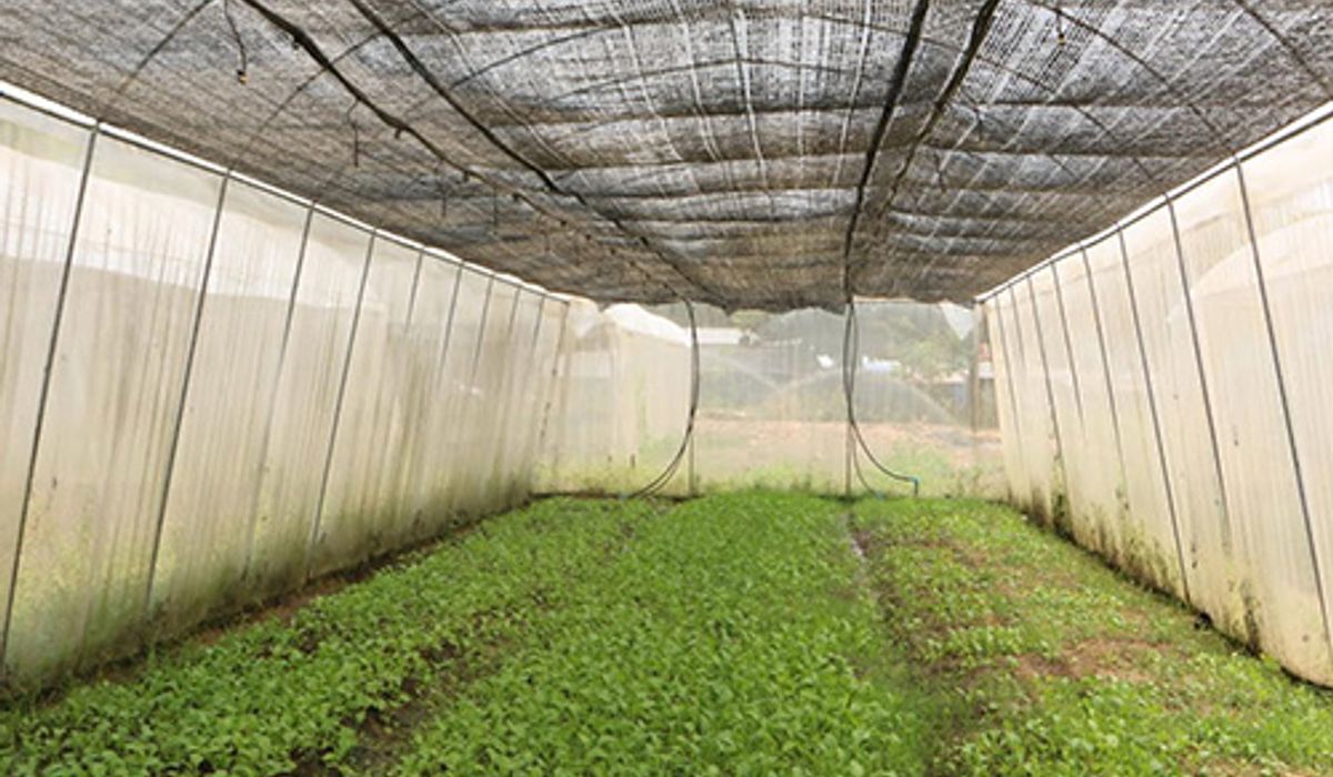 เกษตรกรกำแพงเพชรหันปลูกผักกางมุ้ง