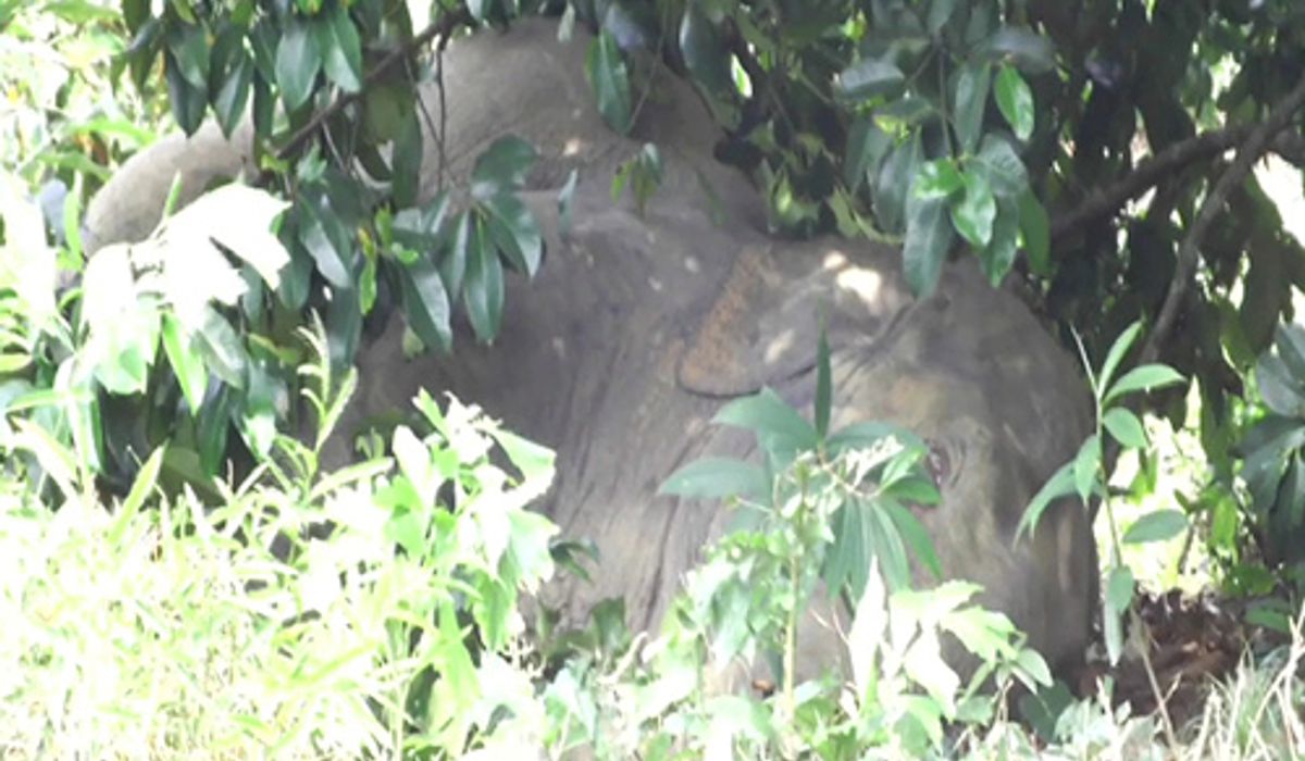 ช้างป่าบุกสวนผลชาวบ้านจันทบุรีพังเสียหาย