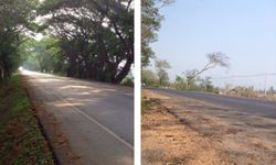 ชาวเน็ตรุมสับ ตัดอุโมงค์ต้นไม้ 50 ปี ขยาย’ถนนหล่มสัก-ชุมแพ’