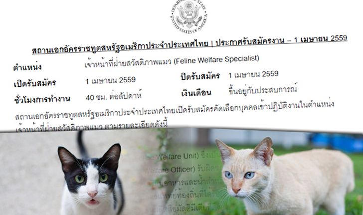 ชาวเน็ตฉงน? สถานทูตอเมริกาที่ไทย รับสมัคร "จนท.สวัสดิภาพแมว"