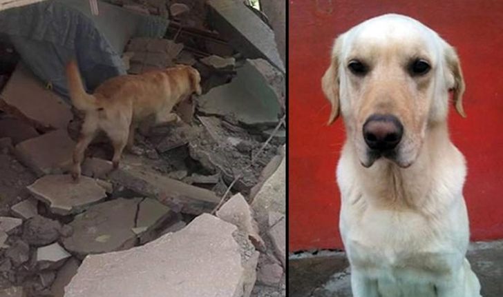 สะเทือนใจ! “สุนัข” ช่วยเหยื่อแผ่นดินไหวเอกวาดอร์ จนเหนื่อยตาย