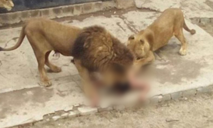 สวนสัตว์ตัดสินใจฆ่า 2 สิงโต เพื่อช่วยชายคลั่งโดดลงในกรง