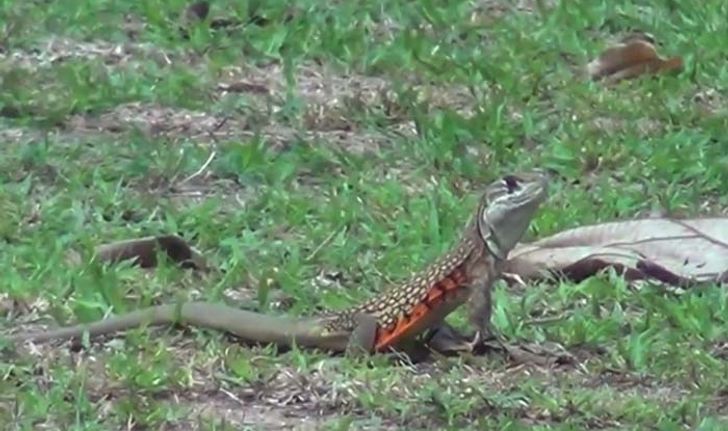 ชาวบ้านตะลึงกองทัพตัวแย้ บุกยึดสนามโรงเรียน