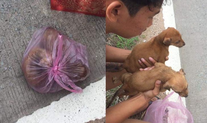 ช่วย 2 ลูกหมา ถูกจับใส่ถุงมัดปากแน่น หวิดขาดอากาศตาย